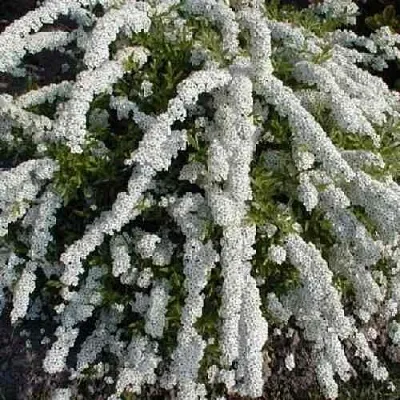 Спирея АРГУТА  Спирея АРГУТА в Чите