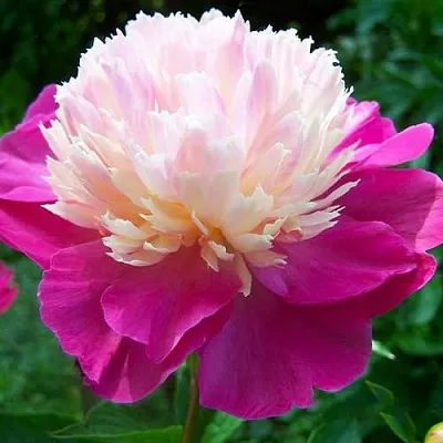 Пион ГЕЙ ПАРИ травянистый  Пион ГЕЙ ПАРИ травянистый в Чите