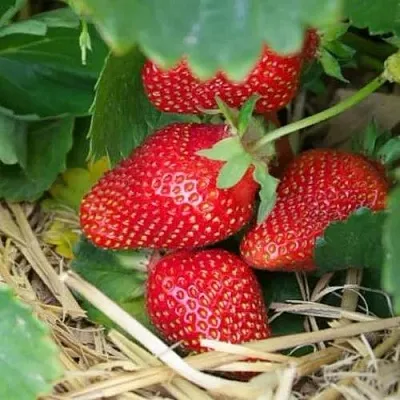 Клубника МОНТЕРЕЙ ремонтантная  Клубника МОНТЕРЕЙ ремонтантная в Чите