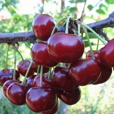 Вишня НОРД СТАР  Вишня НОРД СТАР в Чите