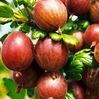 Крыжовник ШЕРШНЕВСКИЙ  Крыжовник ШЕРШНЕВСКИЙ в Чите