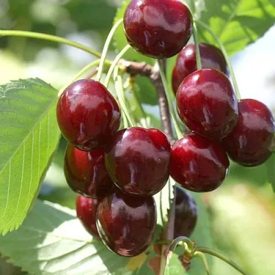 Черешня ОВСТУЖЕНКА  Черешня ОВСТУЖЕНКА в Чите