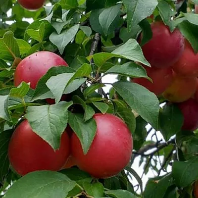 Плумкот БИРИКОККОЛО ГИГАНТЕ ДИ БУДРИО  Плумкот БИРИКОККОЛО ГИГАНТЕ ДИ БУДРИО в Чите