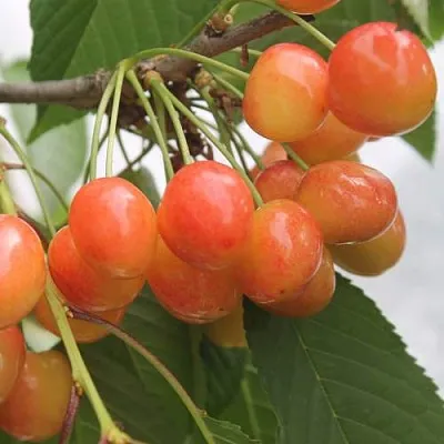 Черешня СЕВЕРНАЯ  Черешня СЕВЕРНАЯ в Чите