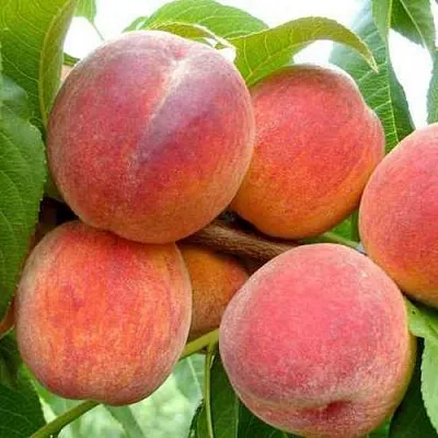 Персик ФЛЕМИНГ ФЬЮРИ  Персик ФЛЕМИНГ ФЬЮРИ в Чите