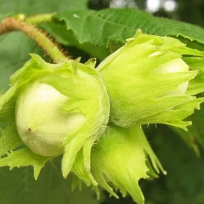 Фундук КАТАЛОНСКИЙ в Чите