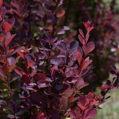 Барбарис ХЕЛМОНД ПИЛЛАР тунберга  Барбарис ХЕЛМОНД ПИЛЛАР тунберга в Чите