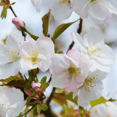 Вишня ОКАМЕ  Вишня ОКАМЕ в Чите