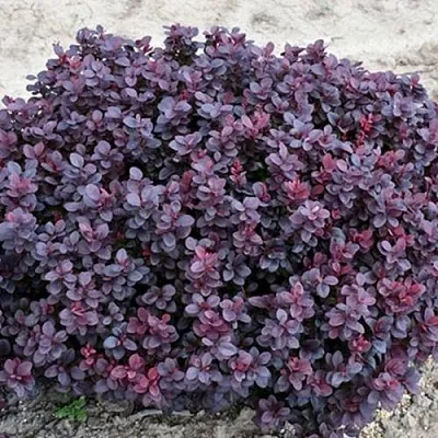 Барбарис КОНКОРД тунберга  Барбарис КОНКОРД тунберга в Чите