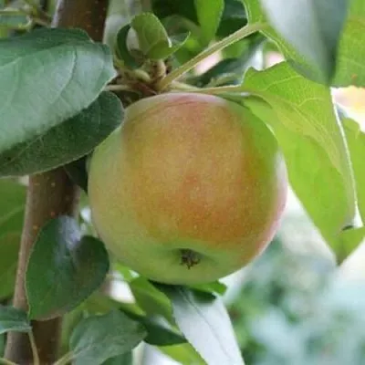 Яблоня ПОДСНЕЖНИК стелющаяся  Яблоня ПОДСНЕЖНИК стелющаяся в Чите