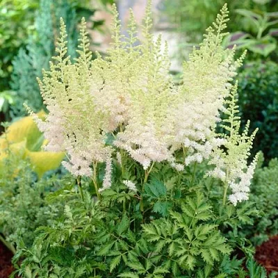 Астильба МИЛК ЭНД ХАНИ китайская  Астильба МИЛК ЭНД ХАНИ китайская в Чите