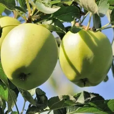 Яблоня САХАРНАЯ  Яблоня САХАРНАЯ в Чите