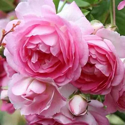 Саженцы роз ЖАСМИНА плетистая  Саженцы роз ЖАСМИНА плетистая в Чите