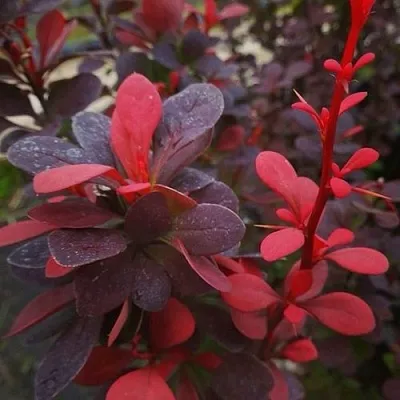 Барбарис РЕД ПИЛЛАР тунберга  Барбарис РЕД ПИЛЛАР тунберга в Чите