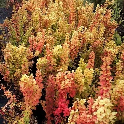 Барбарис САММЕР САНСЕТ тунберга  Барбарис САММЕР САНСЕТ тунберга в Чите