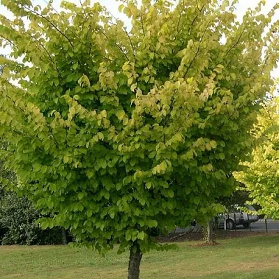 Вяз обыкновенный в Чите