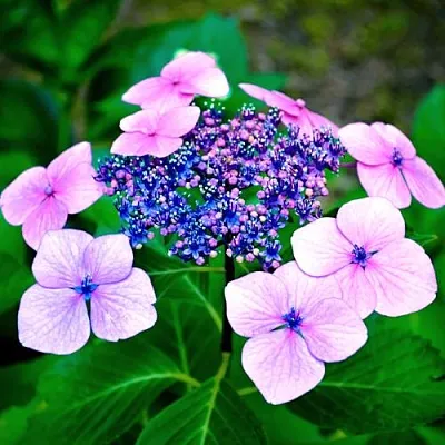 Гортензия БЛЮБЕРД пильчатая в Чите