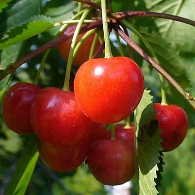 Черешня ФАТЕЖ  Черешня ФАТЕЖ в Чите