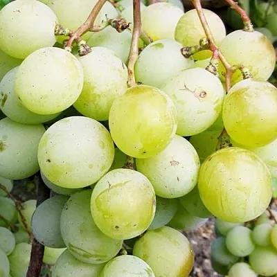 Виноград КЕША МУСКАТ  Виноград КЕША МУСКАТ в Чите