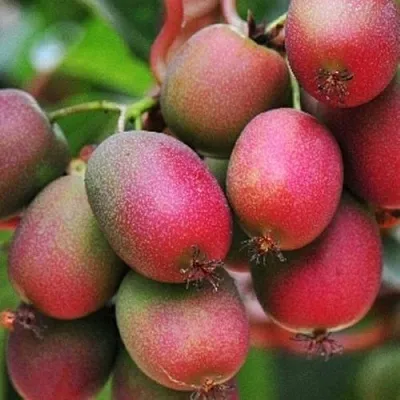 Актинидия ВЕЙКИ аргута  Актинидия ВЕЙКИ аргута в Чите