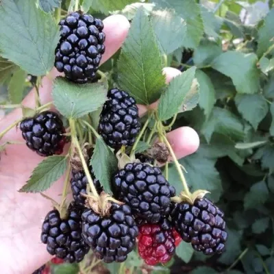 Ежевика ОУАЧИТА бесшипная — описание сорта Ежевика ОУАЧИТА бесшипная в Чите