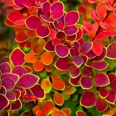 Барбарис ОРАНЖ САНРАЙЗ тунберга  Барбарис ОРАНЖ САНРАЙЗ тунберга в Чите