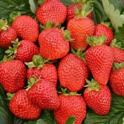 Клубника САН АНДРЕАС ремонтантная  Клубника САН АНДРЕАС ремонтантная в Чите