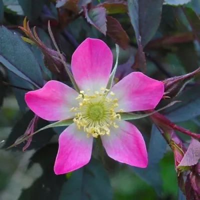 Саженцы роз сизая — описание сорта Саженцы роз сизая в Чите