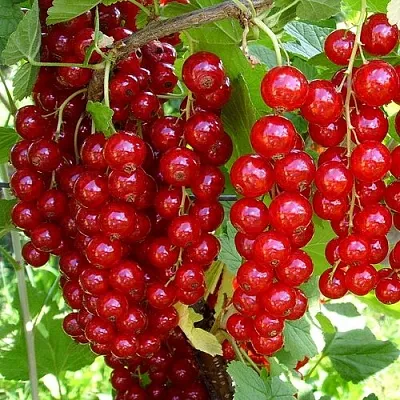 Смородина красная ЙОНКЕР ВАН ТЕТС в Чите