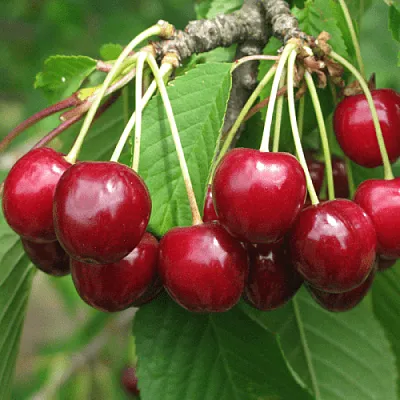 Черешня ГРОНКОВАЯ  Черешня ГРОНКОВАЯ в Чите