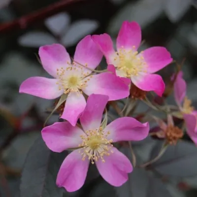 Саженцы роз сизая — описание сорта Саженцы роз сизая в Чите