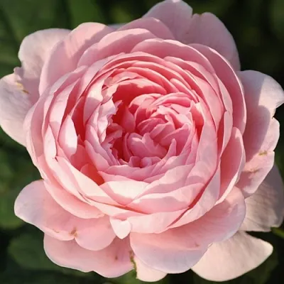 Саженцы роз КУИН ОФ СУИДЕН английская  Саженцы роз КУИН ОФ СУИДЕН английская в Чите