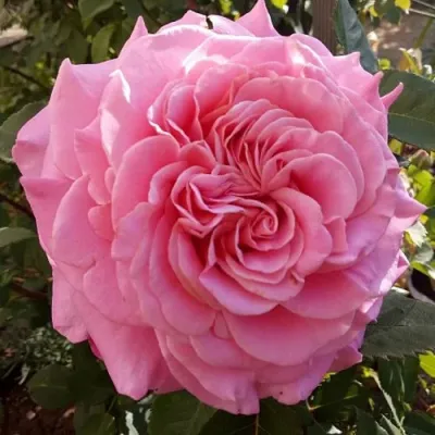 Саженцы роз ЭШЛИ чайно-гибридная — описание сорта Саженцы роз ЭШЛИ чайно-гибридная в Чите