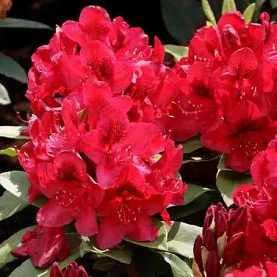 Рододендрон МАТАДОР  Рододендрон МАТАДОР в Чите