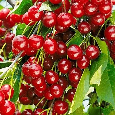 Вишня БРУСНИЦЫНА степная  Вишня БРУСНИЦЫНА степная в Чите