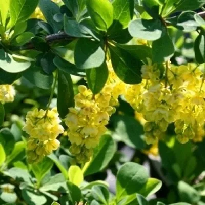 Барбарис ИНДИАН САММЕР   Барбарис ИНДИАН САММЕР  в Чите