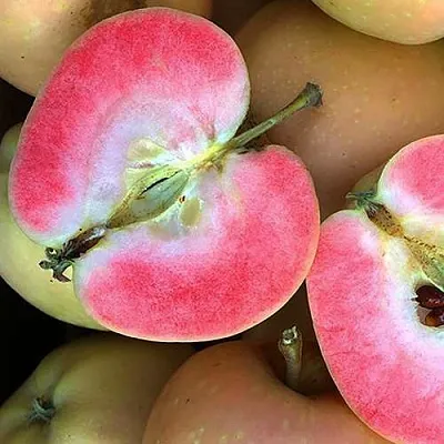 Яблоня ПИНК ПЕРЛ  Яблоня ПИНК ПЕРЛ в Чите