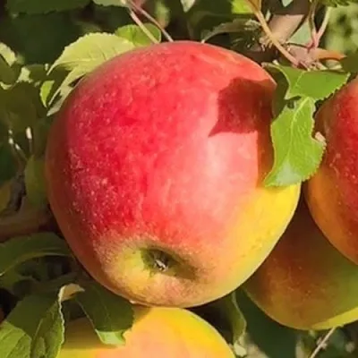 Яблоня САКАВИТА  Яблоня САКАВИТА в Чите