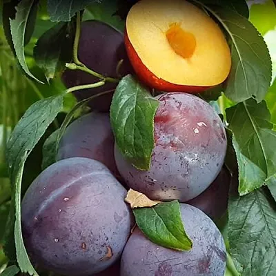 НЕКТАПРИУМ  НЕКТАПРИУМ в Чите