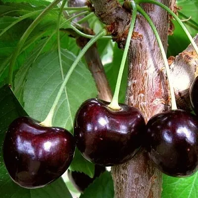 Черешня ДОНЕЦКИЙ УГОЛЁК  Черешня ДОНЕЦКИЙ УГОЛЁК в Чите