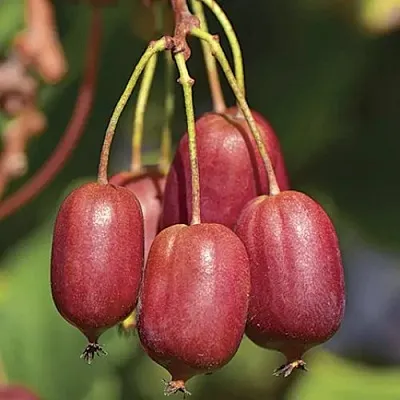 Актинидия СКАРЛЕТ СЕПТЕМБЕР аргута  Актинидия СКАРЛЕТ СЕПТЕМБЕР аргута в Чите