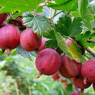 Крыжовник КРАСНОСЛАВЯНСКИЙ  Крыжовник КРАСНОСЛАВЯНСКИЙ в Чите