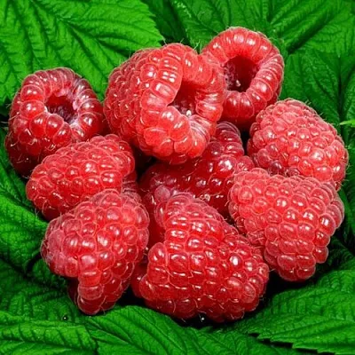 Саженцы малины оптом  Саженцы малины оптом в Чите