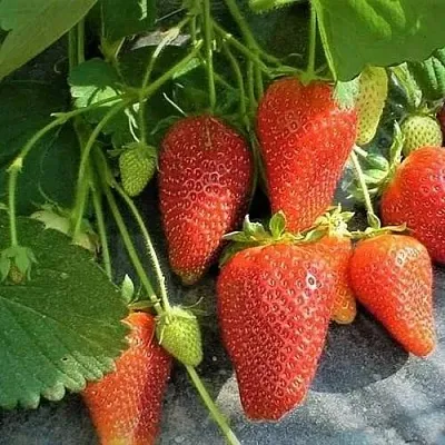 Клубника РОКСАНА  Клубника РОКСАНА в Чите