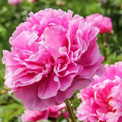 Пион АЛЕКСАНДР ФЛЕМИНГ травянистый  Пион АЛЕКСАНДР ФЛЕМИНГ травянистый в Чите