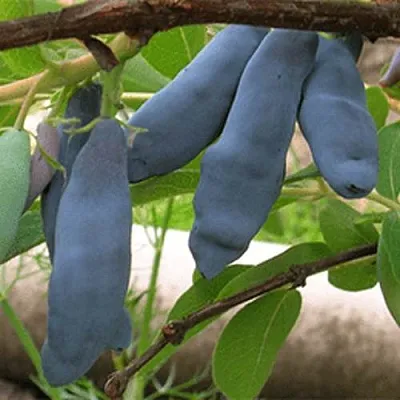 Жимолость съедобная ЛЕНИНГРАДСКИЙ ВЕЛИКАН в Чите