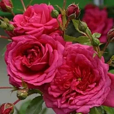 Саженцы роз ЛАГУНА плетистая  Саженцы роз ЛАГУНА плетистая в Чите