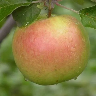 Яблоня БРЯНСКОЕ ЗОЛОТИСТОЕ  Яблоня БРЯНСКОЕ ЗОЛОТИСТОЕ в Чите