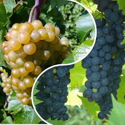 Комплект ИНЬ-ЯНЬ в Чите