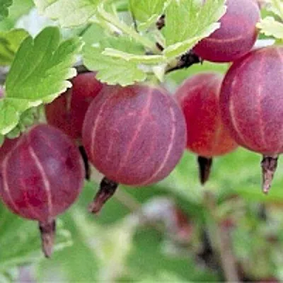 Крыжовник РАВОЛТ  Крыжовник РАВОЛТ в Чите